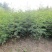 花椒苗精品大红袍花椒苗秦安一号花椒苗烟富苹果苗