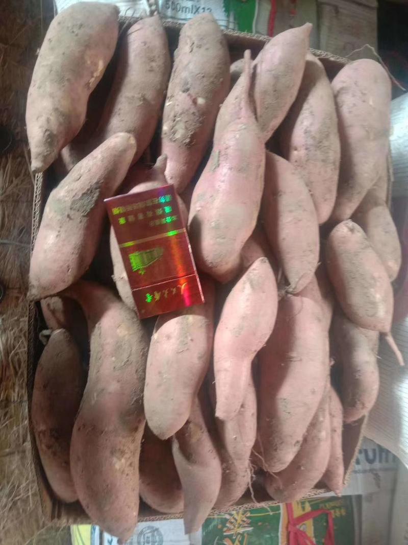 辽宁锦州凌海红薯，龙薯九地瓜大量上车，需要的老板欢迎您！