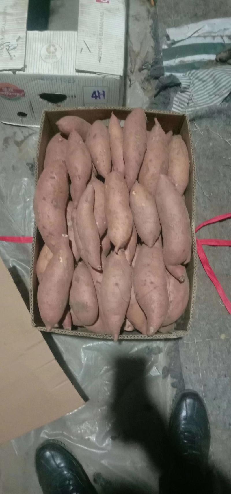 辽宁锦州凌海红薯，龙薯九地瓜大量上车，需要的老板欢迎您！