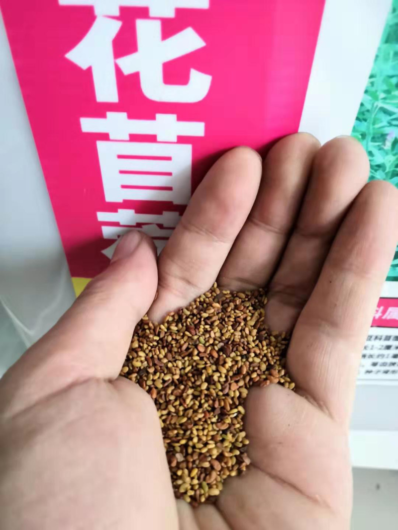 紫花苜蓿种子干草饲料鸡鸭鹅牛马羊牧草种子草籽