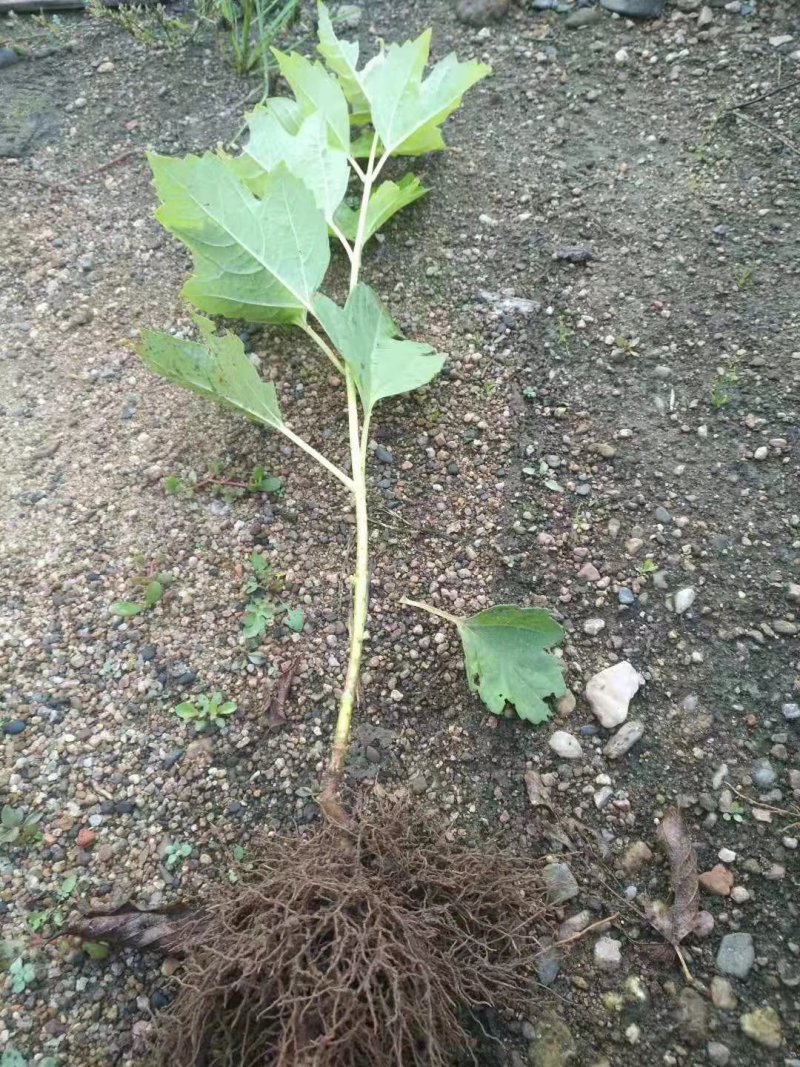 批发天目琼花鸡树条荚蒾苗产地直发无中介全国包邮