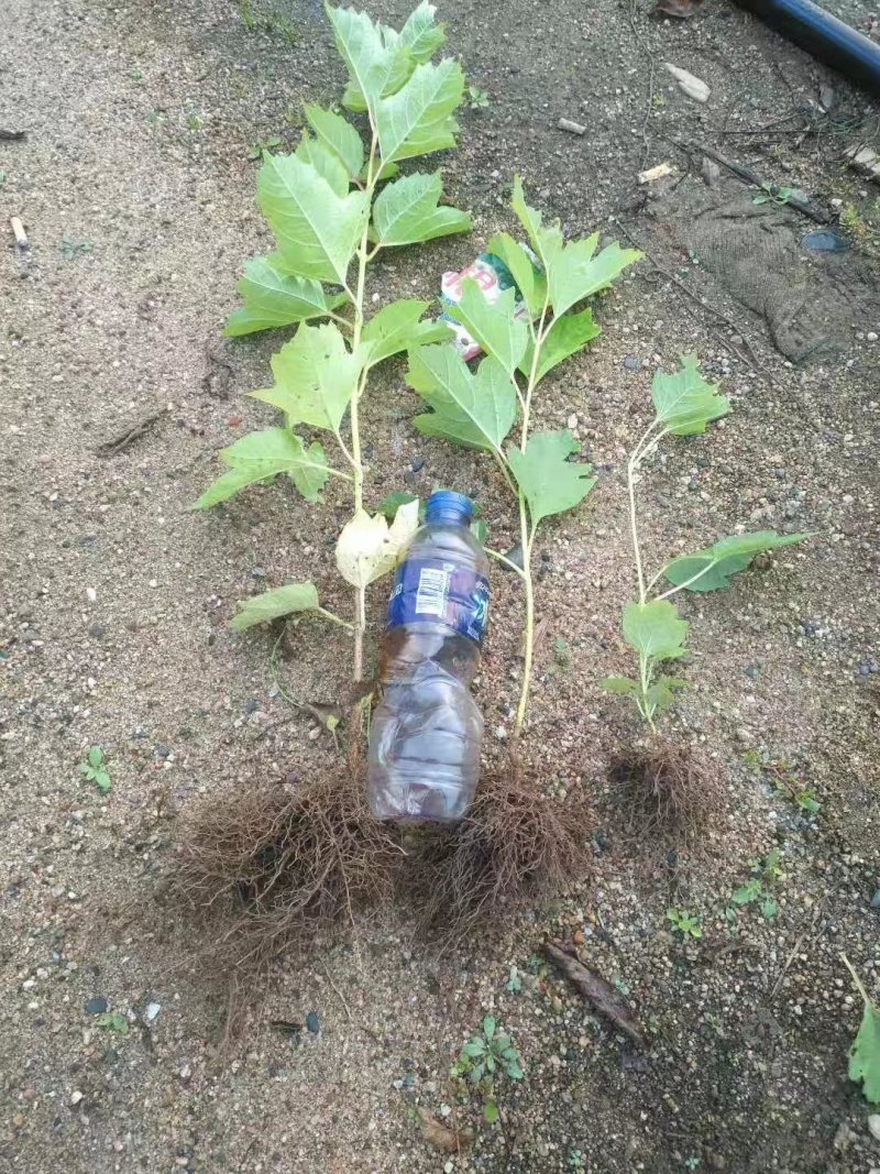 批发天目琼花鸡树条荚蒾苗产地直发无中介全国包邮