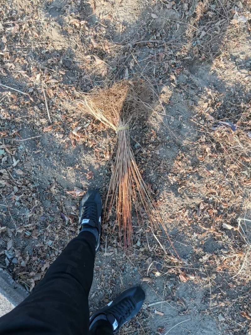 批发天目琼花鸡树条荚蒾苗产地直发无中介全国包邮