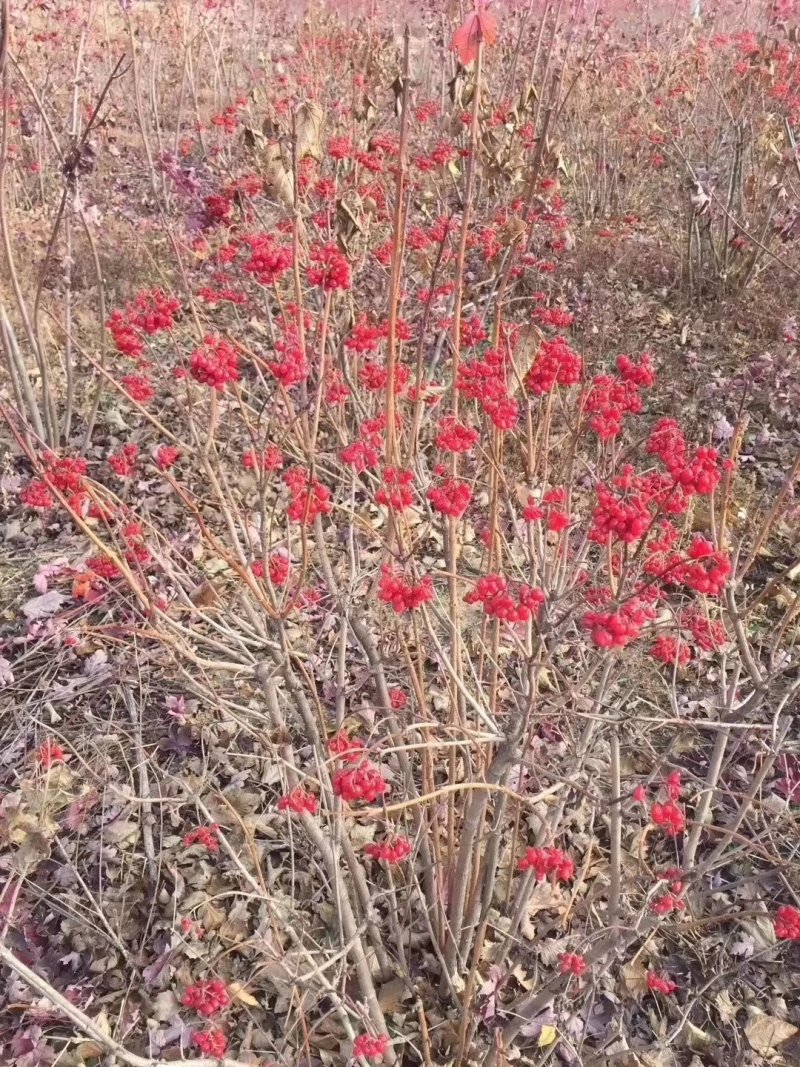 批发天目琼花鸡树条荚蒾苗产地直发无中介全国包邮