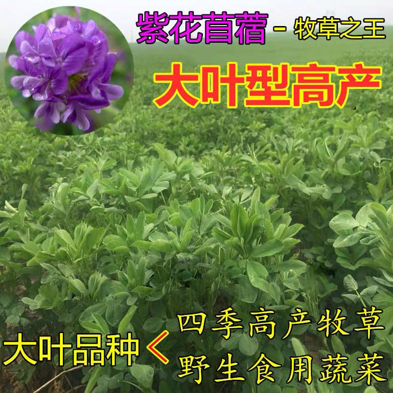 紫花苜蓿种子干草饲料鸡鸭鹅牛马羊牧草种子草籽