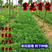 紫花苜蓿种子干草饲料鸡鸭鹅牛马羊牧草种子草籽