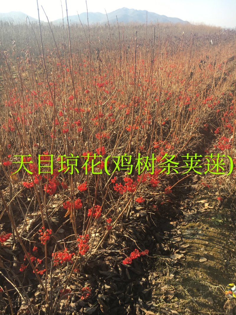 批发天目琼花鸡树条荚蒾苗产地直发无中介全国包邮