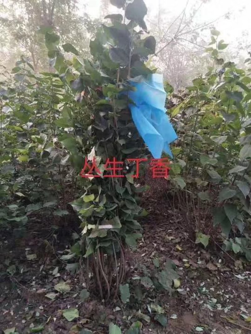 大波丛生紫丁香一米以上