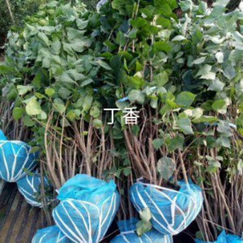 大波丛生紫丁香一米以上