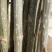 大量出售107杨树