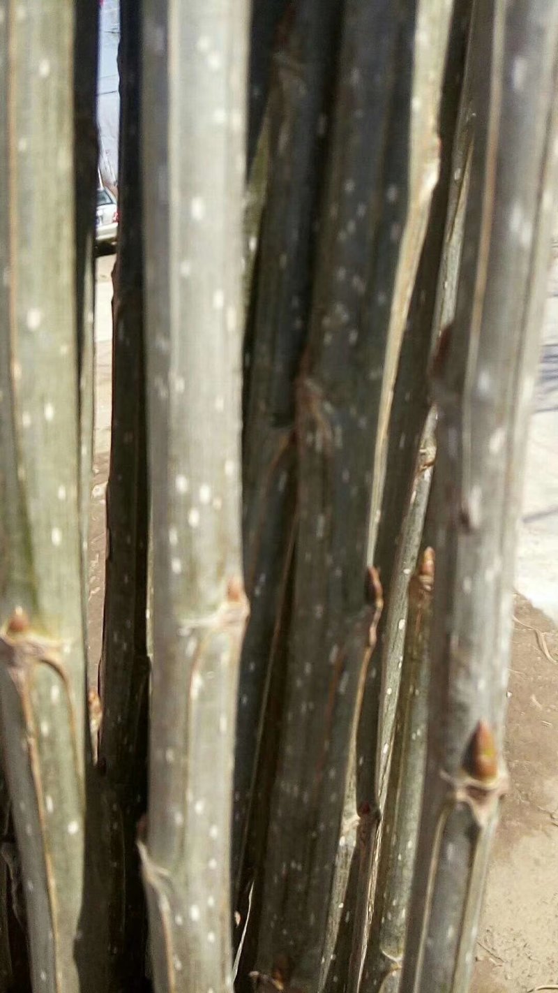 大量出售107杨树