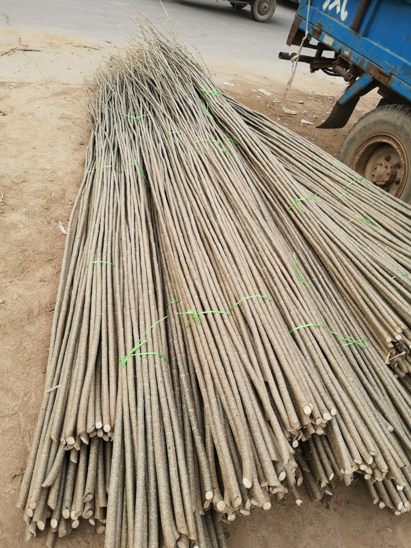 大量出售107杨树