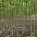 2-6公分楸树