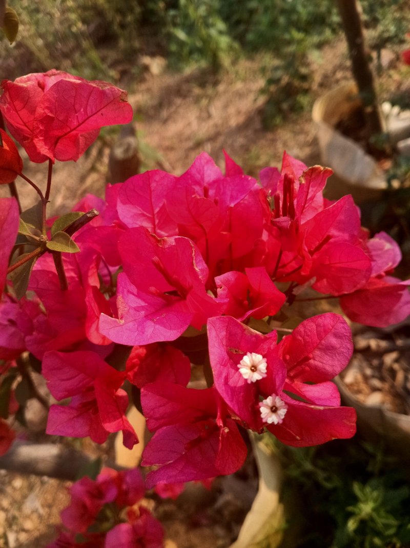 三角梅直径4到5公分（带花苞），同安红三角梅