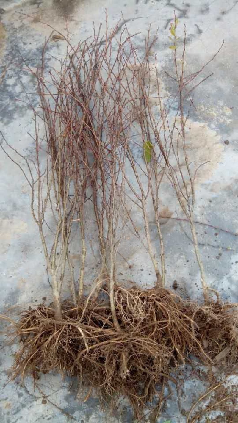 金雀锦鸡(北雀)金雀花树锦鸡儿金雀老桩营养杯苗