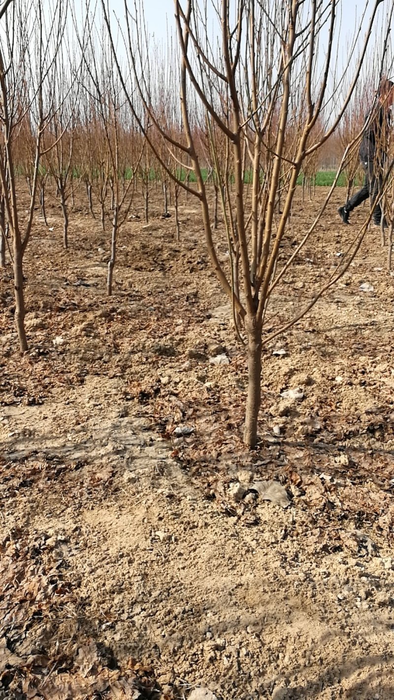 龙柱碧桃，别名召手桃，河南鄢陵货源，自家苗圃无中介。
