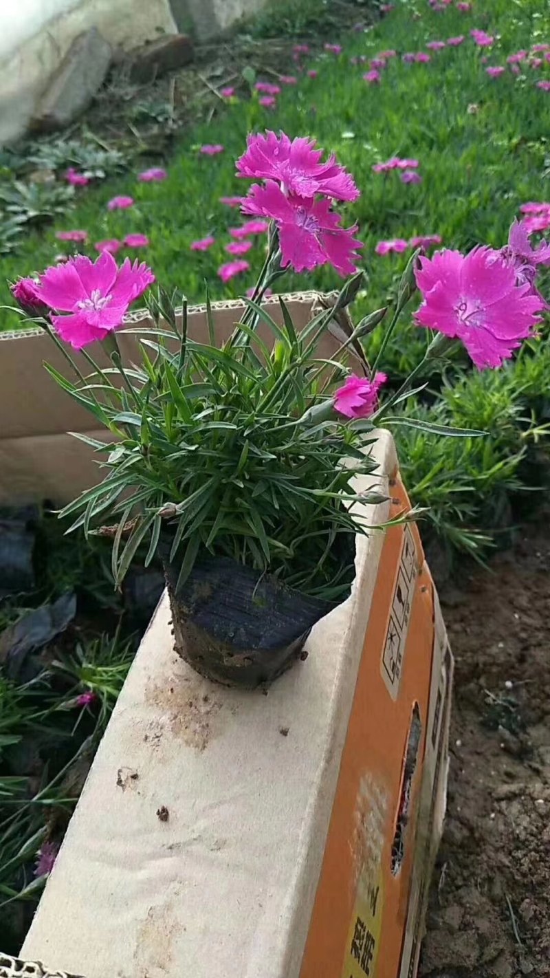 欧石竹苗绿化苗木地被草皮一手货源基地直发