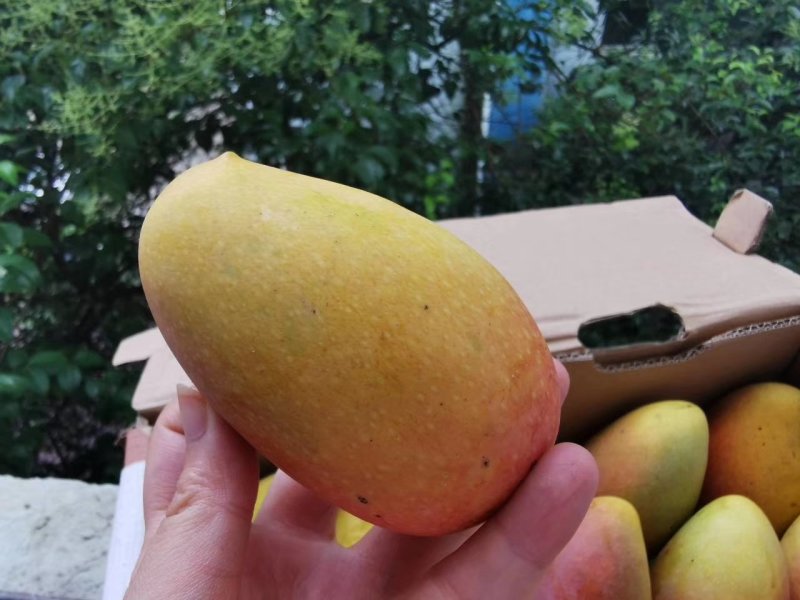 【聚便宜】海南贵妃芒超甜多汁，支持一件代发