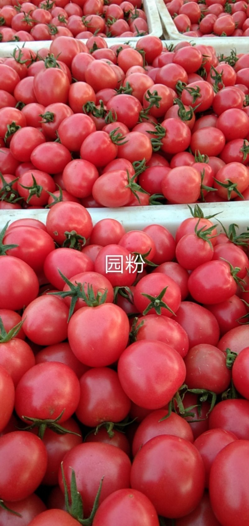 山东聊城千喜圣女果园粉，贝贝大量上市货源充足