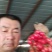 山东聊城千喜圣女果园粉，贝贝大量上市货源充足