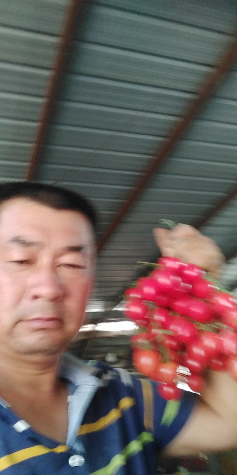 山东聊城千喜圣女果园粉，贝贝大量上市货源充足