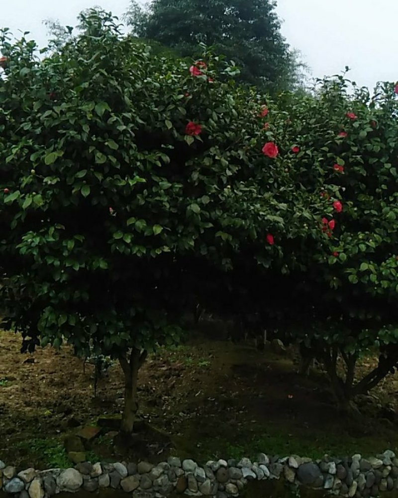 茶花