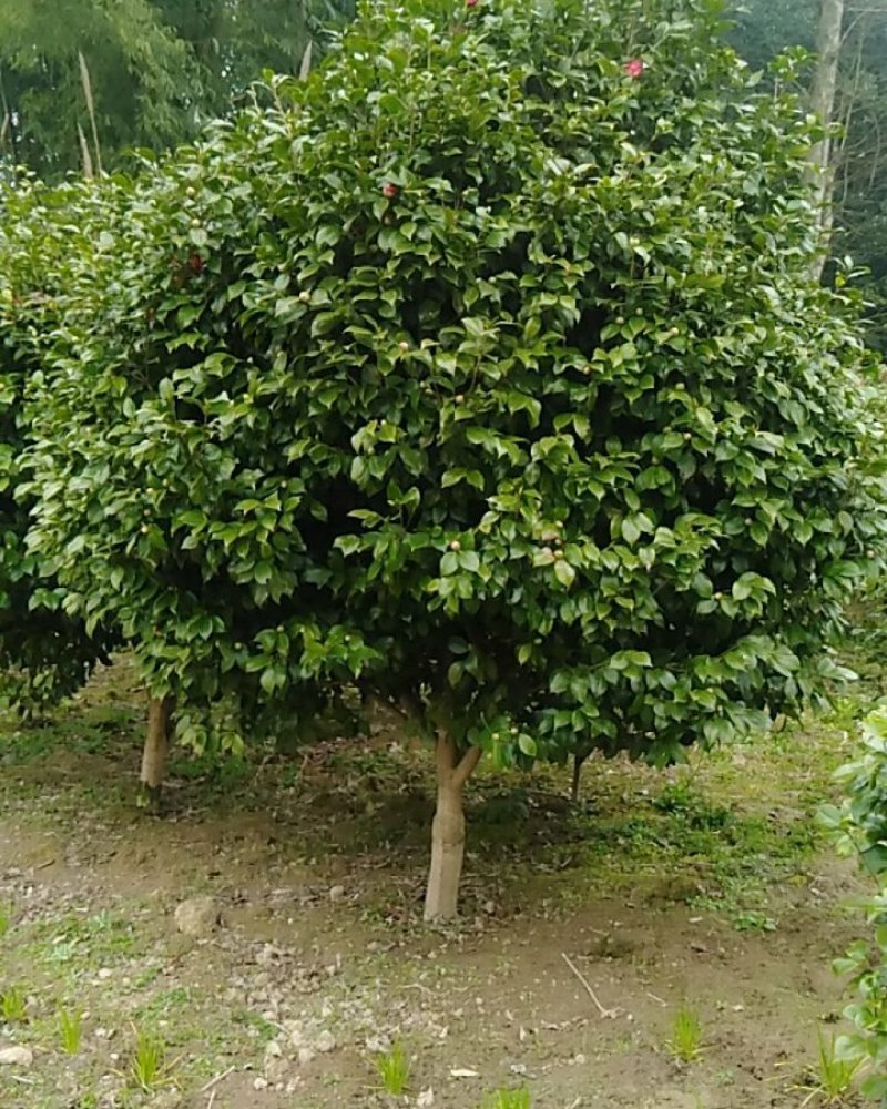茶花