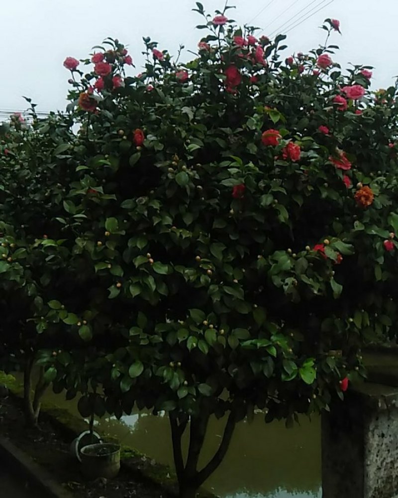 茶花