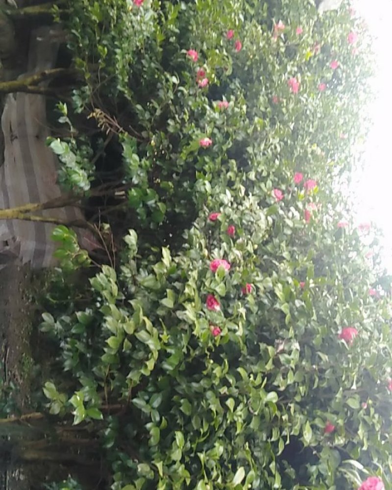茶花