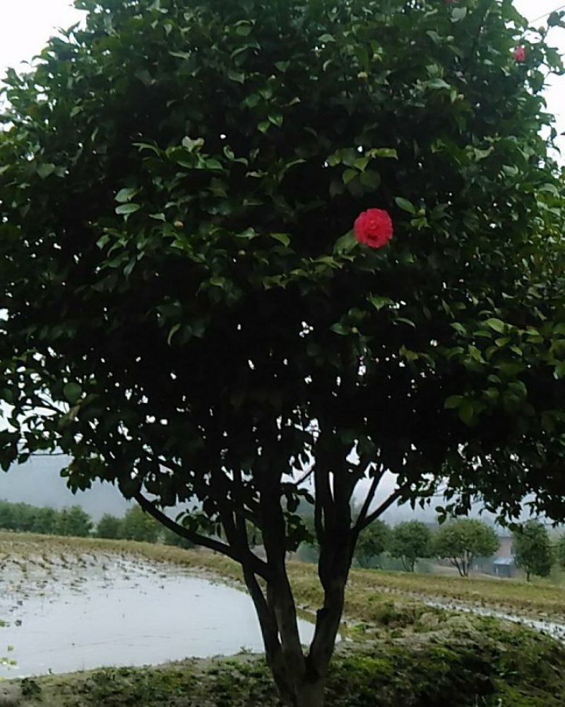 茶花