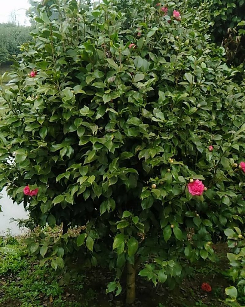 茶花