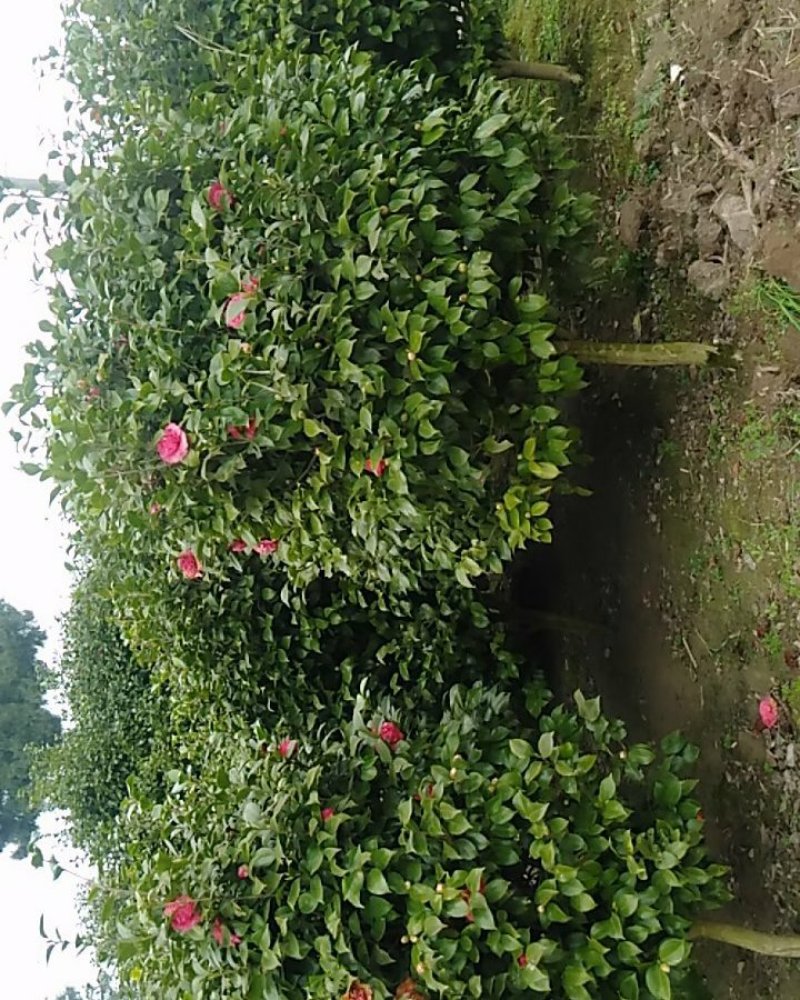 茶花