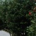 茶花