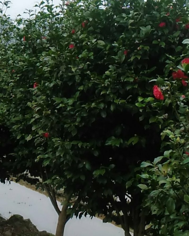 茶花