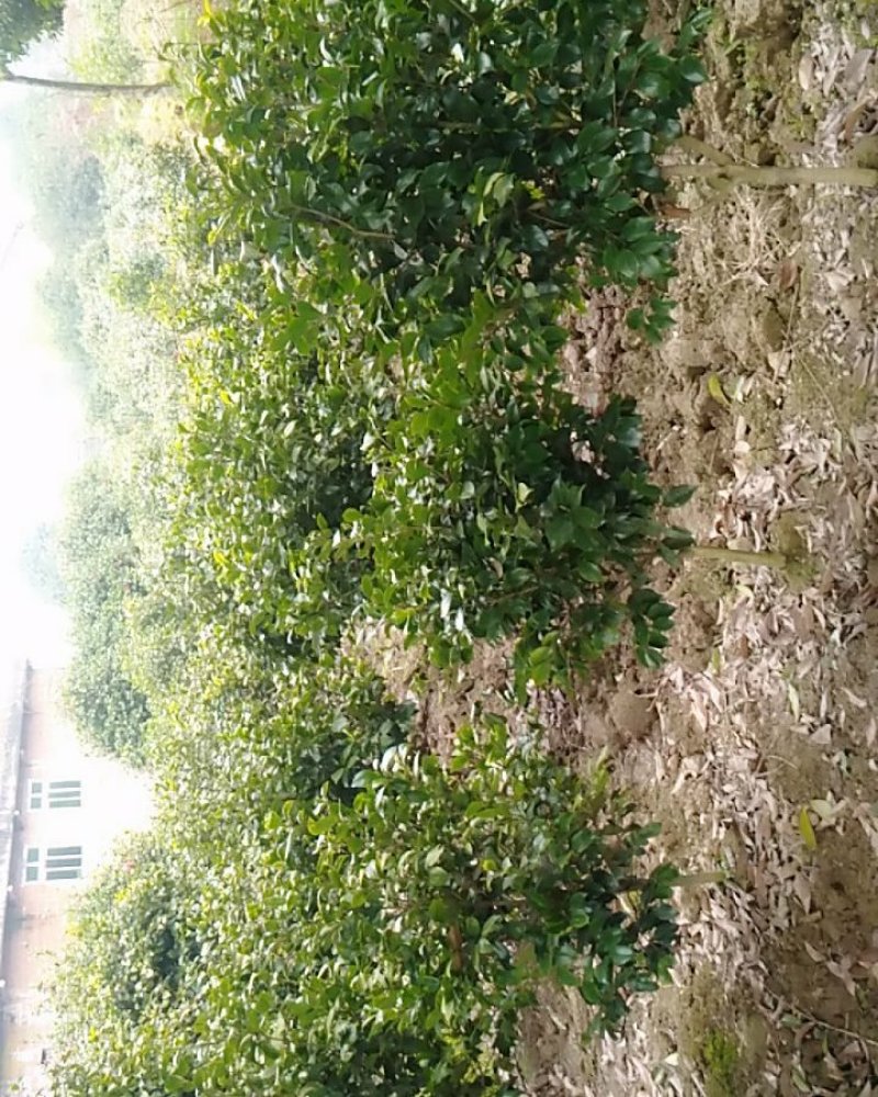茶花
