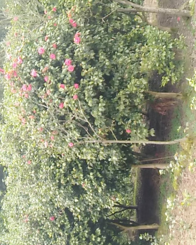 茶花