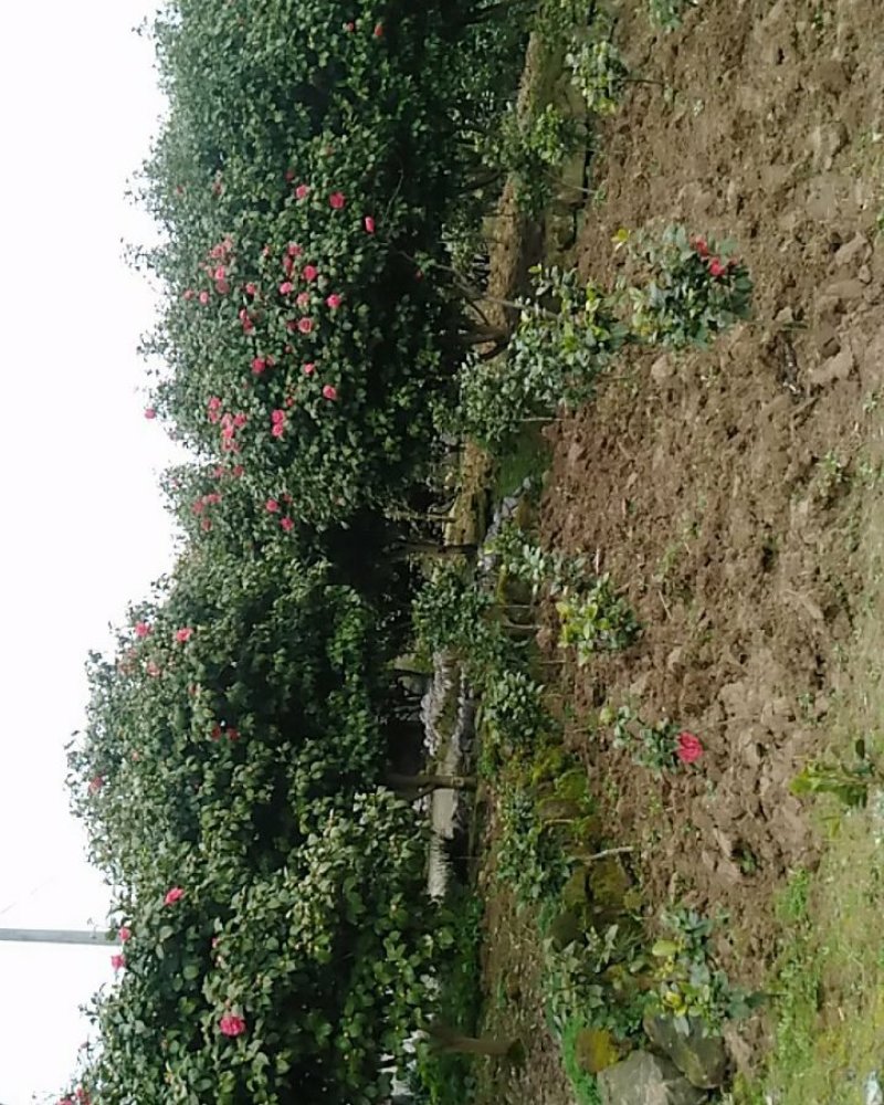 茶花