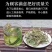 肾精草