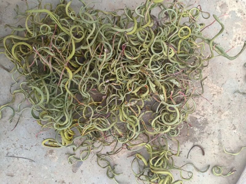 肾精草