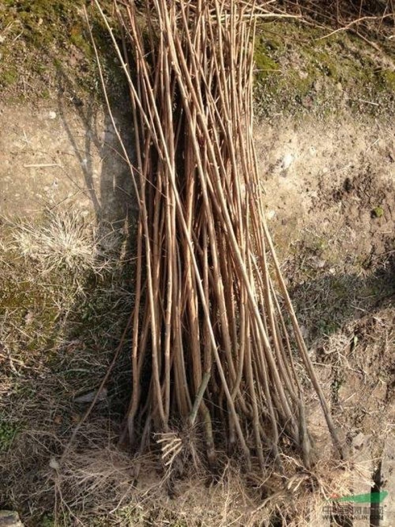 红如意石榴苗品种保真，提供种植技术保湿邮寄