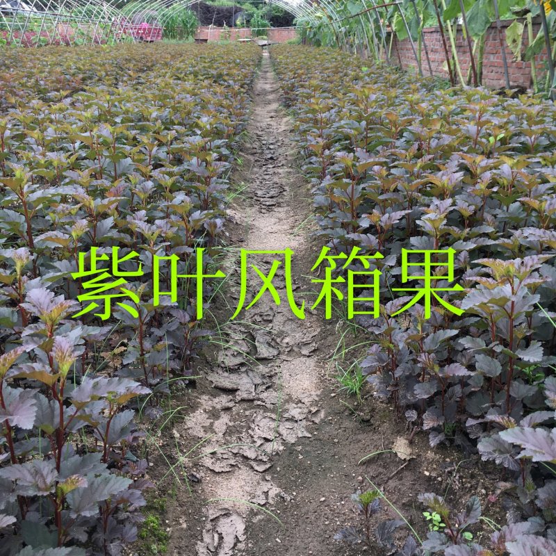 买金叶风箱果紫叶风箱果扦插苗请到开原市老潘花木场选购