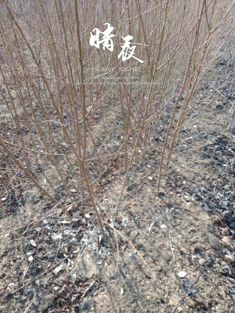突尼斯石榴苗品种齐全品种保证正品，提供种植技术