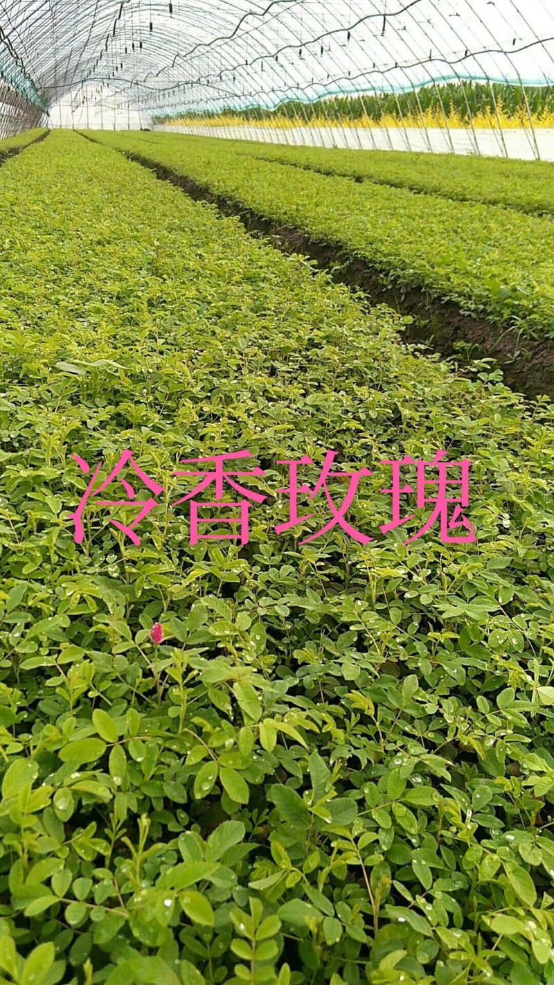 冷香玫瑰紫枝玫瑰可食用玫瑰花苗红刺玫中天玫瑰