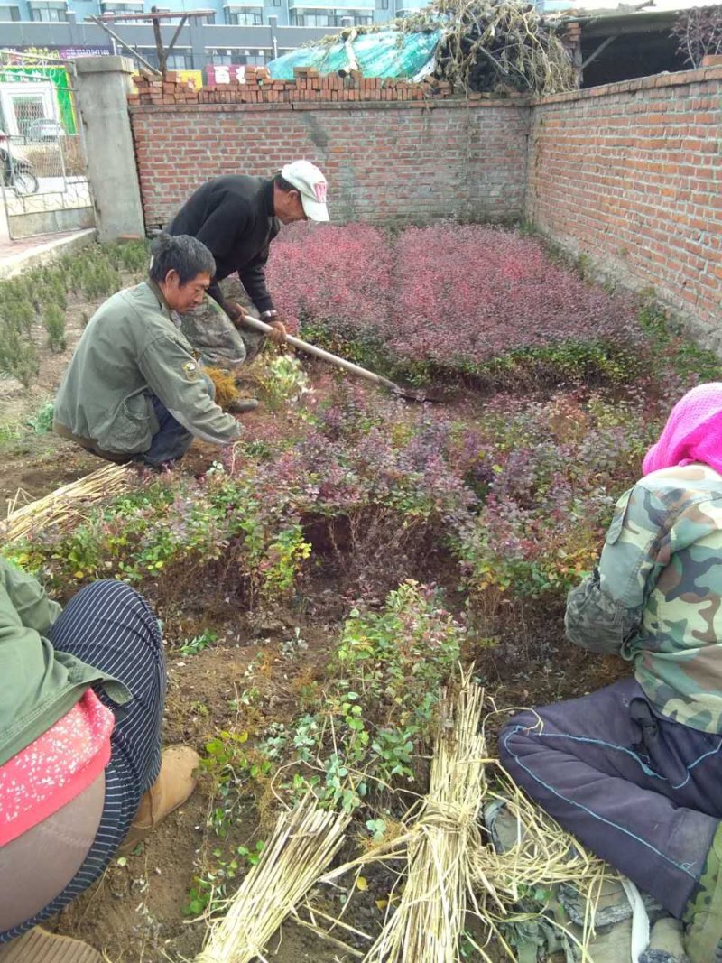 紫叶小檗红叶小檗东北寒地苗适应地域广生长速度快