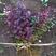 紫叶小檗红叶小檗东北寒地苗适应地域广生长速度快