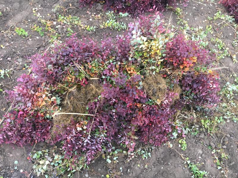 紫叶小檗红叶小檗东北寒地苗适应地域广生长速度快