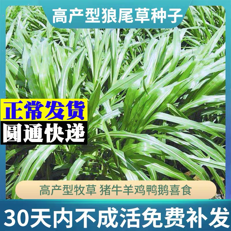 杂交狼尾草种子护坡观赏牧草种子鸡鸭鹅牛马羊草籽