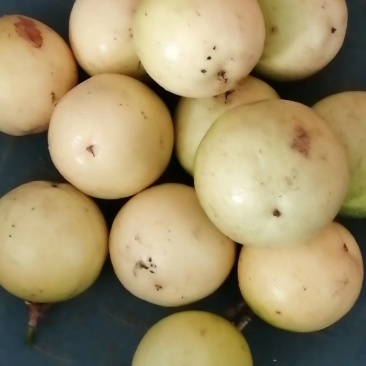 纯正品芭乐味黄金百香果苗