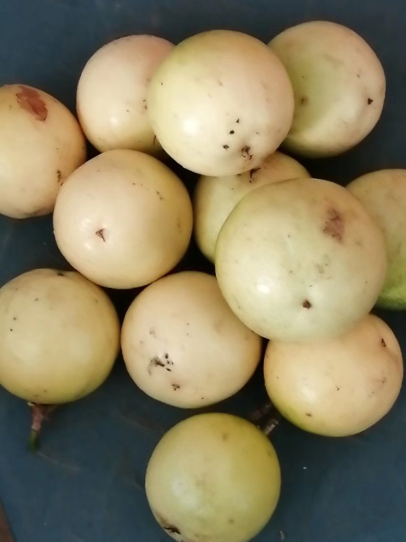 纯正品芭乐味黄金百香果苗