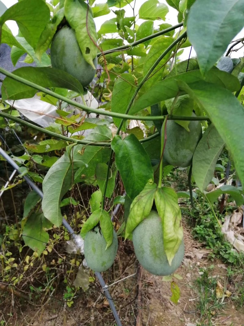 绿皮百香果口味香甜优良品种荔枝味绿皮百香果苗
